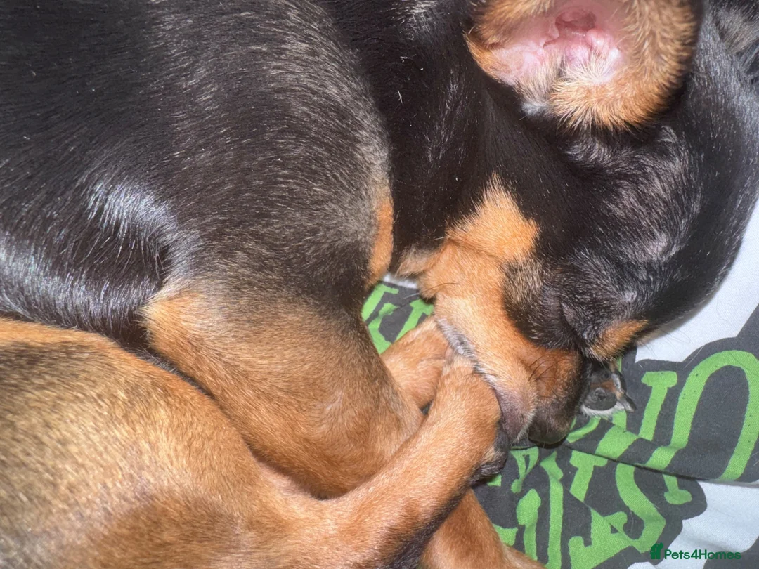 Chihuahua dogs for sale: 4 year old Chihuahua - Advert 4