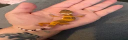 Leopard Gecko reptiles for sale: Leopard Geckos  - Advert 1