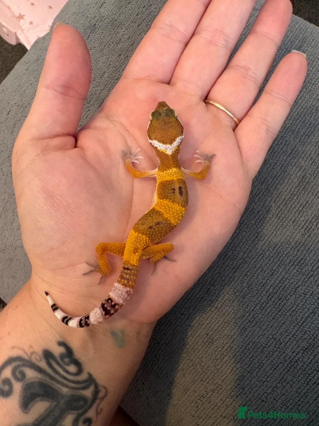 Leopard Gecko reptiles for sale: Leopard Geckos  - Advert 1