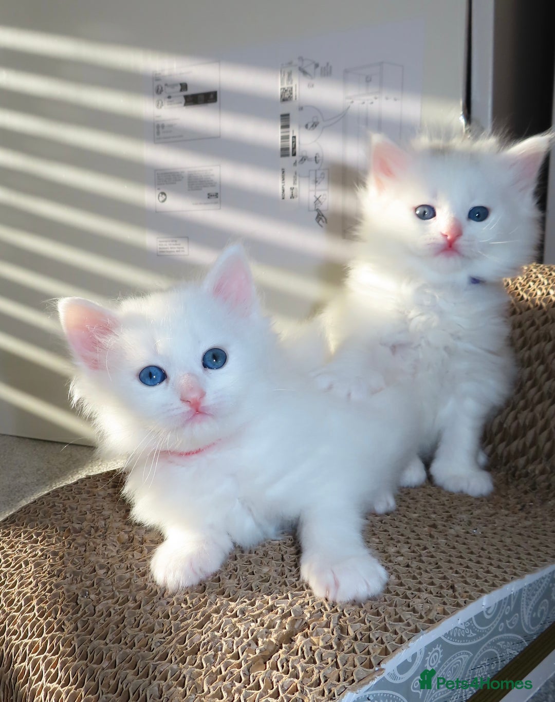 Siberian cats for sale: Little Fluffy Hypoallergenic Siberian Babies 🐾 - Advert 1