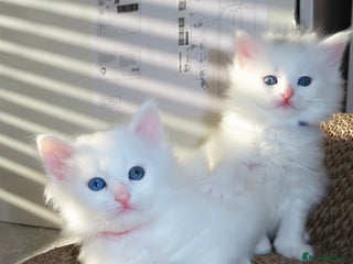 Siberian cats Little Fluffy Hypoallergenic Siberian Babies 🐾 - Advert 1