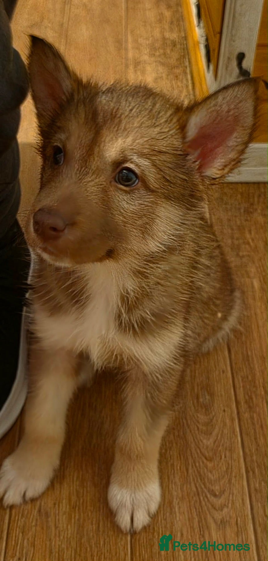 Mixed Breed dogs Beautiful Brown Collie x Husky x Shepherd Puppy - Advert 3