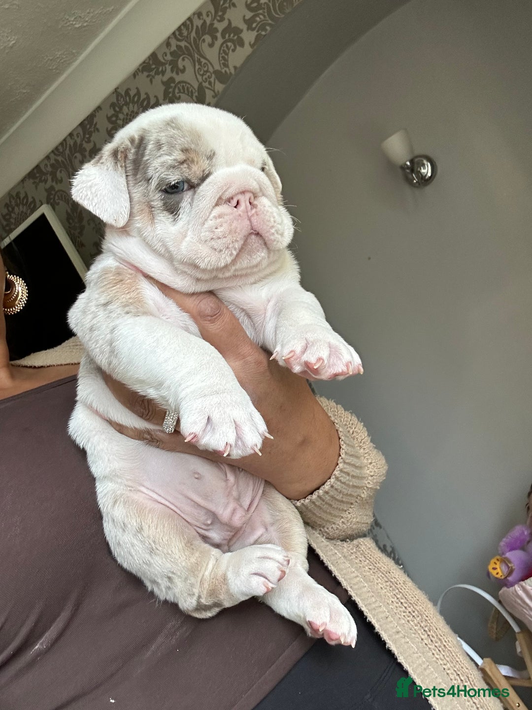 English Bulldog dogs for sale: Last Female English bulldog puppy  - Advert 27