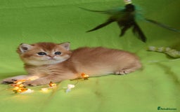 British Shorthair cats for sale: ✨Show quality Golden British Shorthair babies ✨ - Image 7