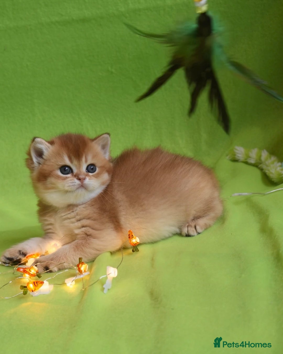 British Shorthair cats for sale: ✨Show quality Golden British Shorthair babies ✨ - Image 7