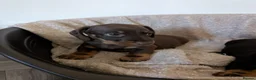 Dachshund dogs for sale: Dachshund puppies  - Advert 4