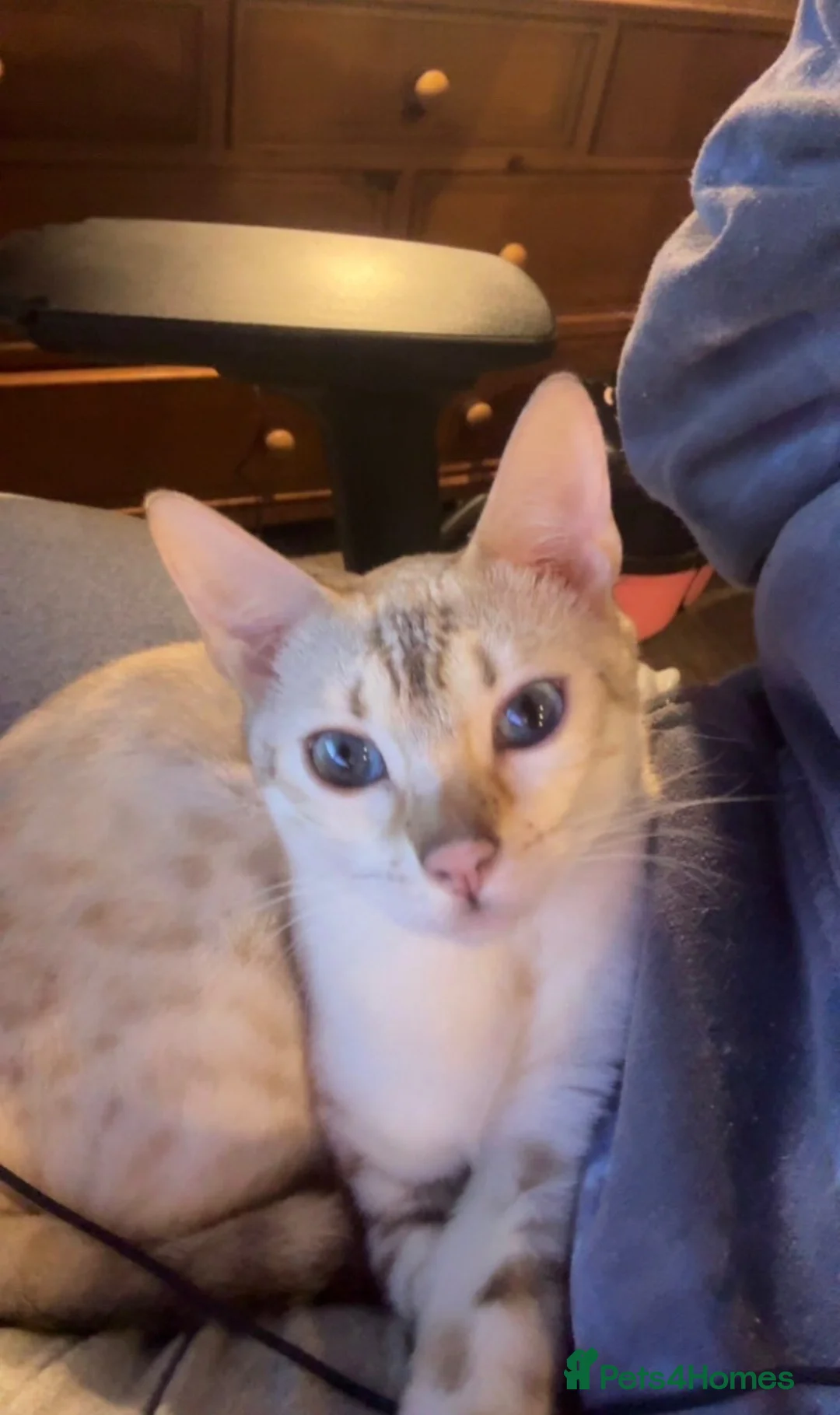 Bengal cats for sale: Snow lynx bengal - Advert 4