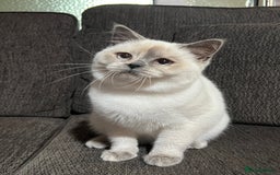 British Shorthair cats for sale: British Shorthair & British Longhair Kittens  - Image 5