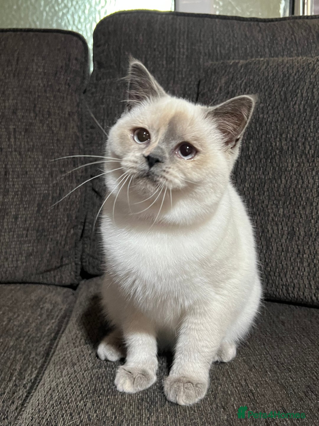 British Shorthair cats for sale: British Shorthair & British Longhair Kittens  - Image 5