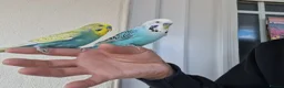 Budgerigars birds for sale: Super Silly hand tamed budgies  - Advert 20