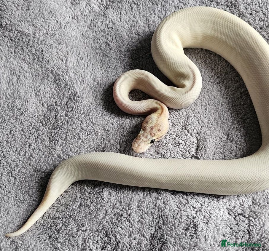 Python Snake reptiles Female royal pythons for sale - Advert 2