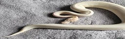 Python Snake reptiles for sale: Female royal pythons for sale - Advert 2