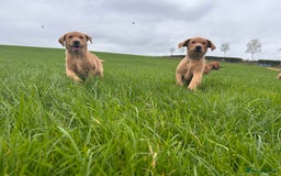Labrador Retriever dogs for sale: Fox red Labrador puppies  - Image 4