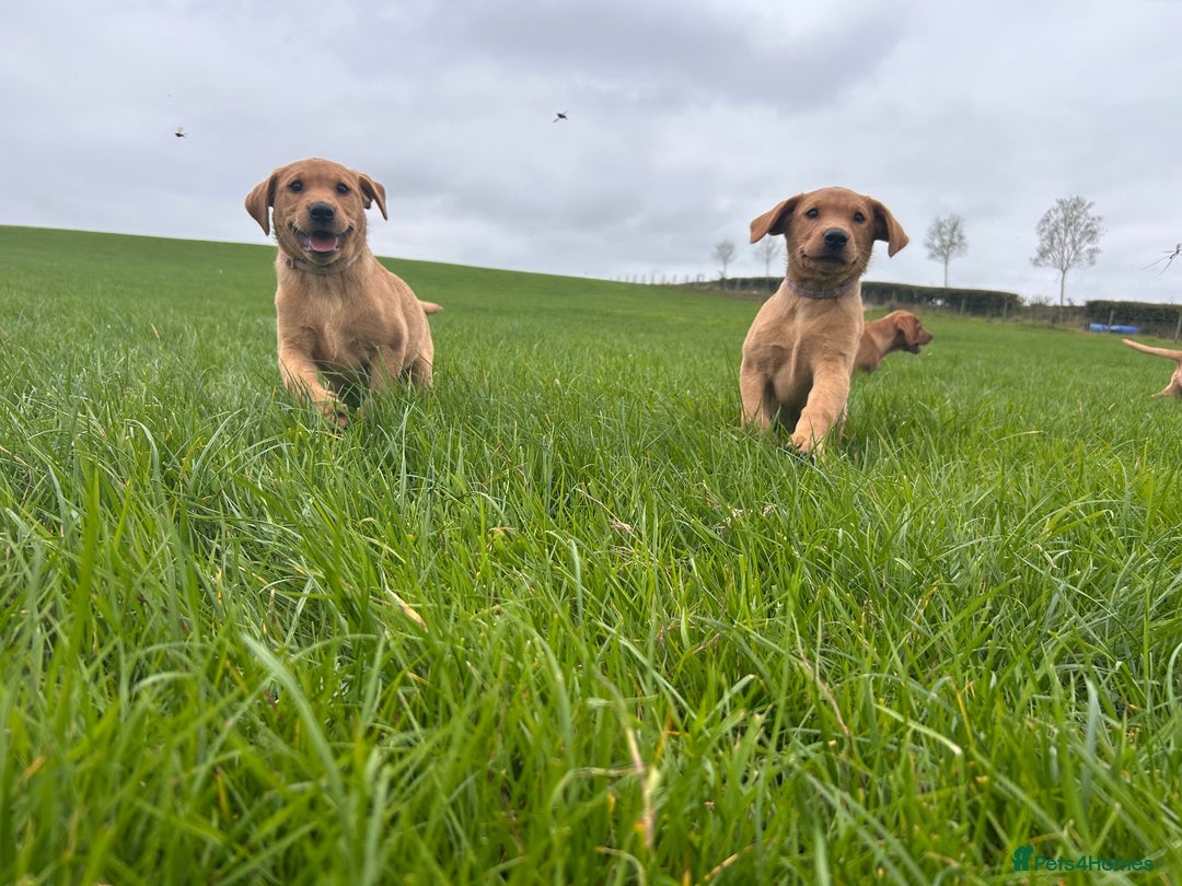 Labrador Retriever dogs for sale: Fox red Labrador puppies  - Image 4