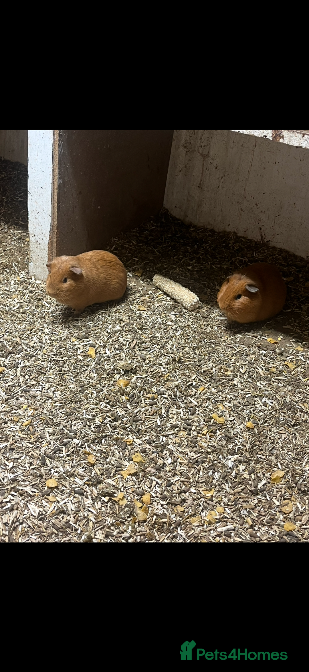 Guinea Pig rodents for sale: Guinea pigs 🐹 - Advert 9