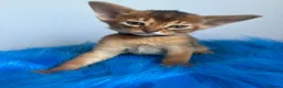 Abyssinian cats for sale: Adorable Abyssinian kittens - Advert 5