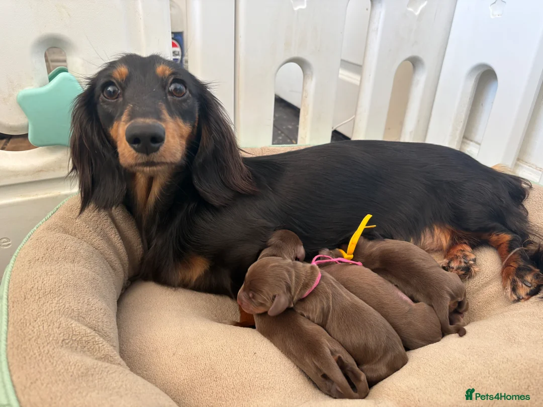 Miniature Dachshund dogs for sale: Mini Dachshund Puppies – Chocolate Girls Available - Advert 1