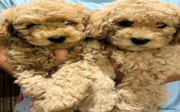 Maltipoo dogs for sale: Maltipoo Puppies - Image 2