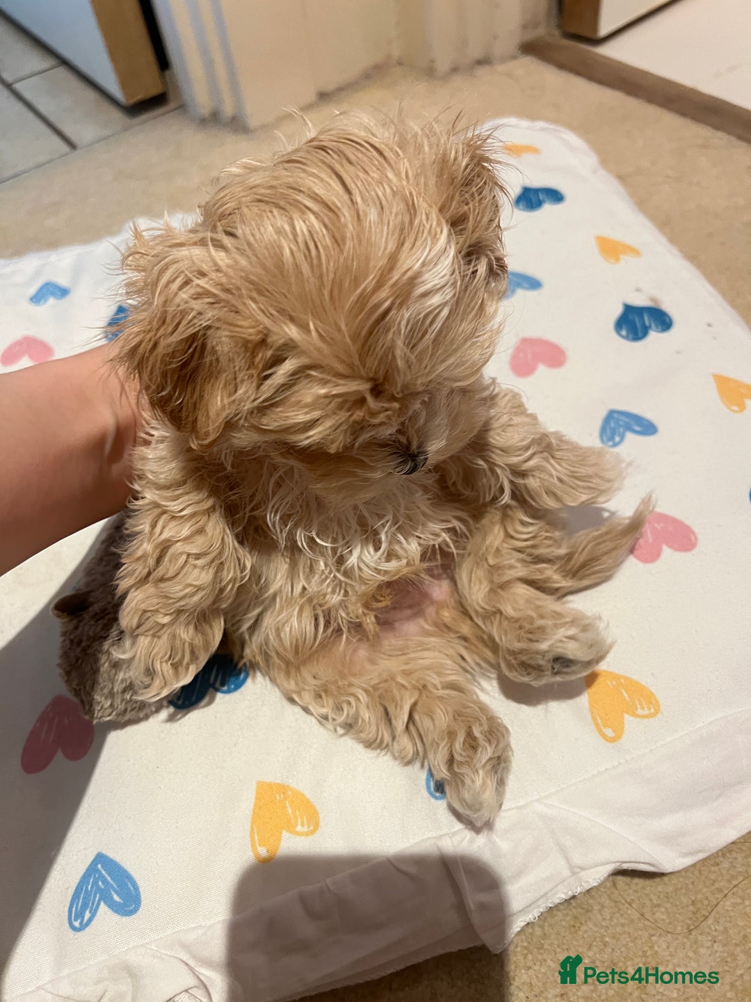 Maltipoo dogs for sale: family pet litter Mini Maltipoo puppies  - Advert 16