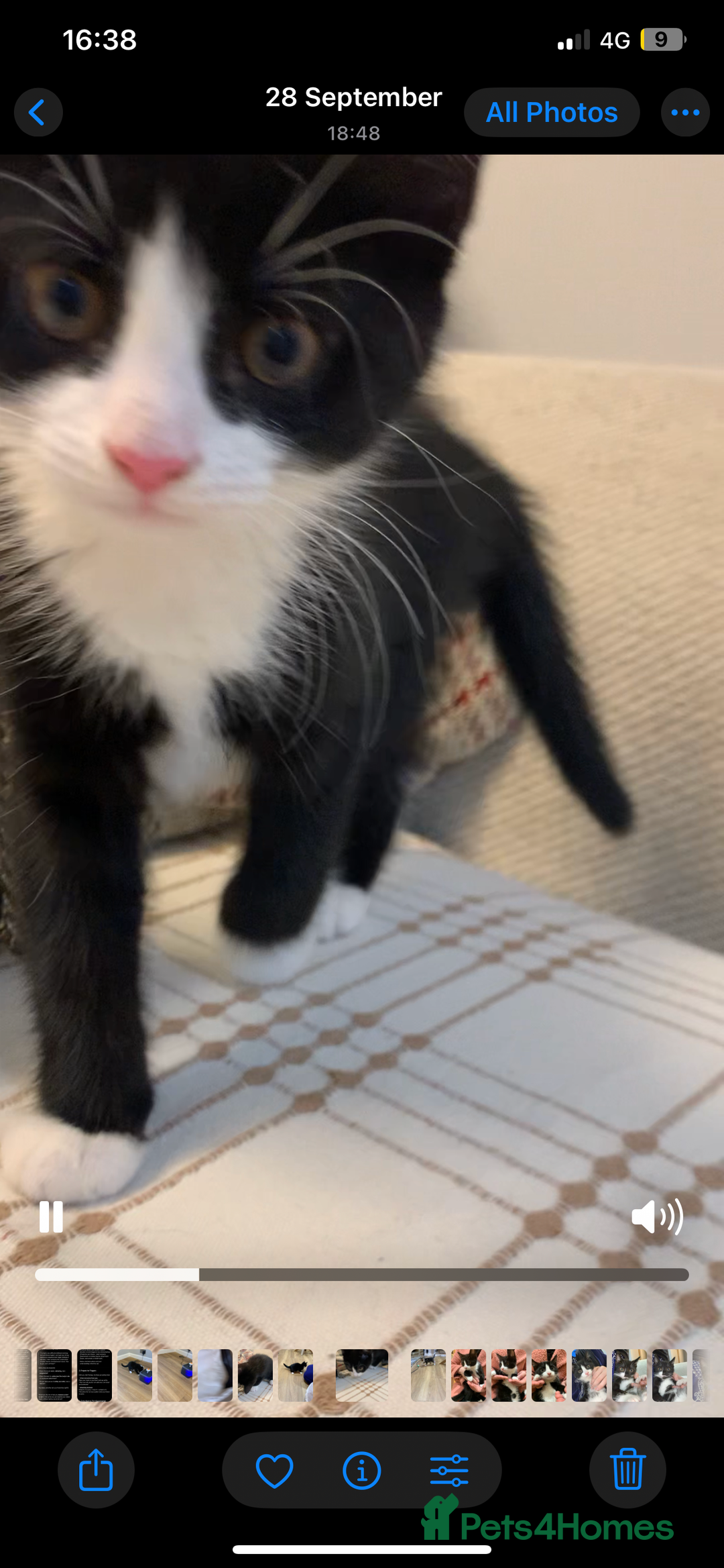 Mixed Breed cats for sale: Fluffy,bengal mixed,energetic kittens - Image 6