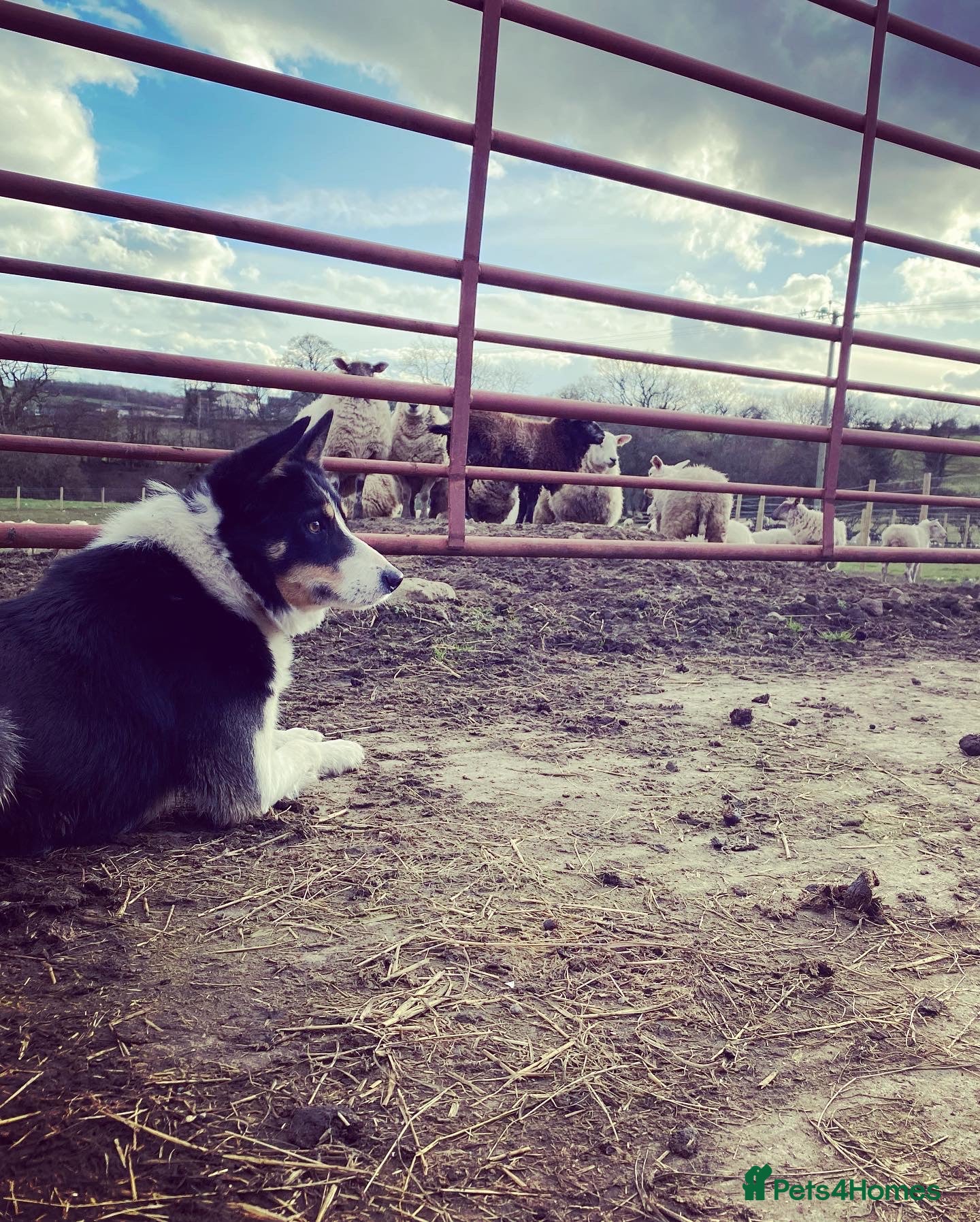 Border Collie dogs ISDS & KC, well proven, health tested clear stud in Darlington - Advert 1