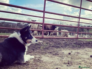 Border Collie dogs ISDS & KC, well proven, health tested clear stud in Darlington - Advert 12