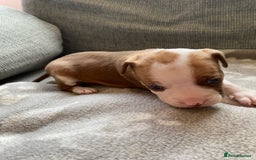Mixed Breed dogs for sale: French bulldog x Staffordshire bull terrier - Image 20