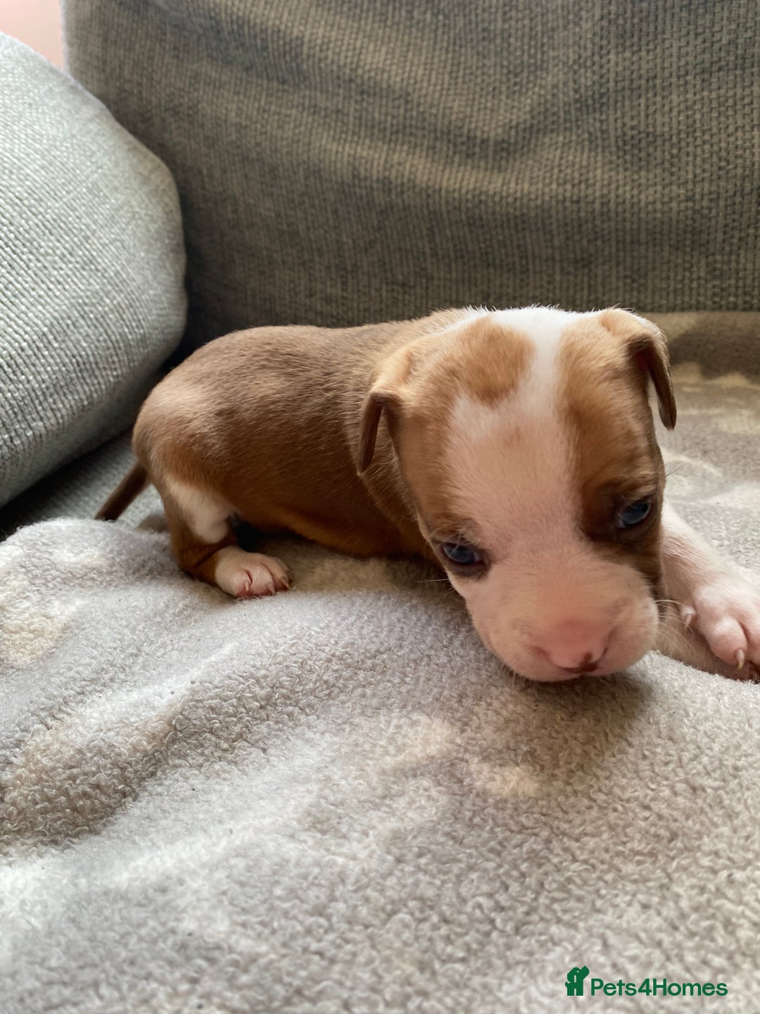 Mixed Breed dogs for sale: French bulldog x Staffordshire bull terrier - Image 20