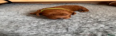 Cockapoo 5-Green collar 