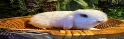 Mini Lop rabbits for sale: Mini lops ready to go  - Advert 3
