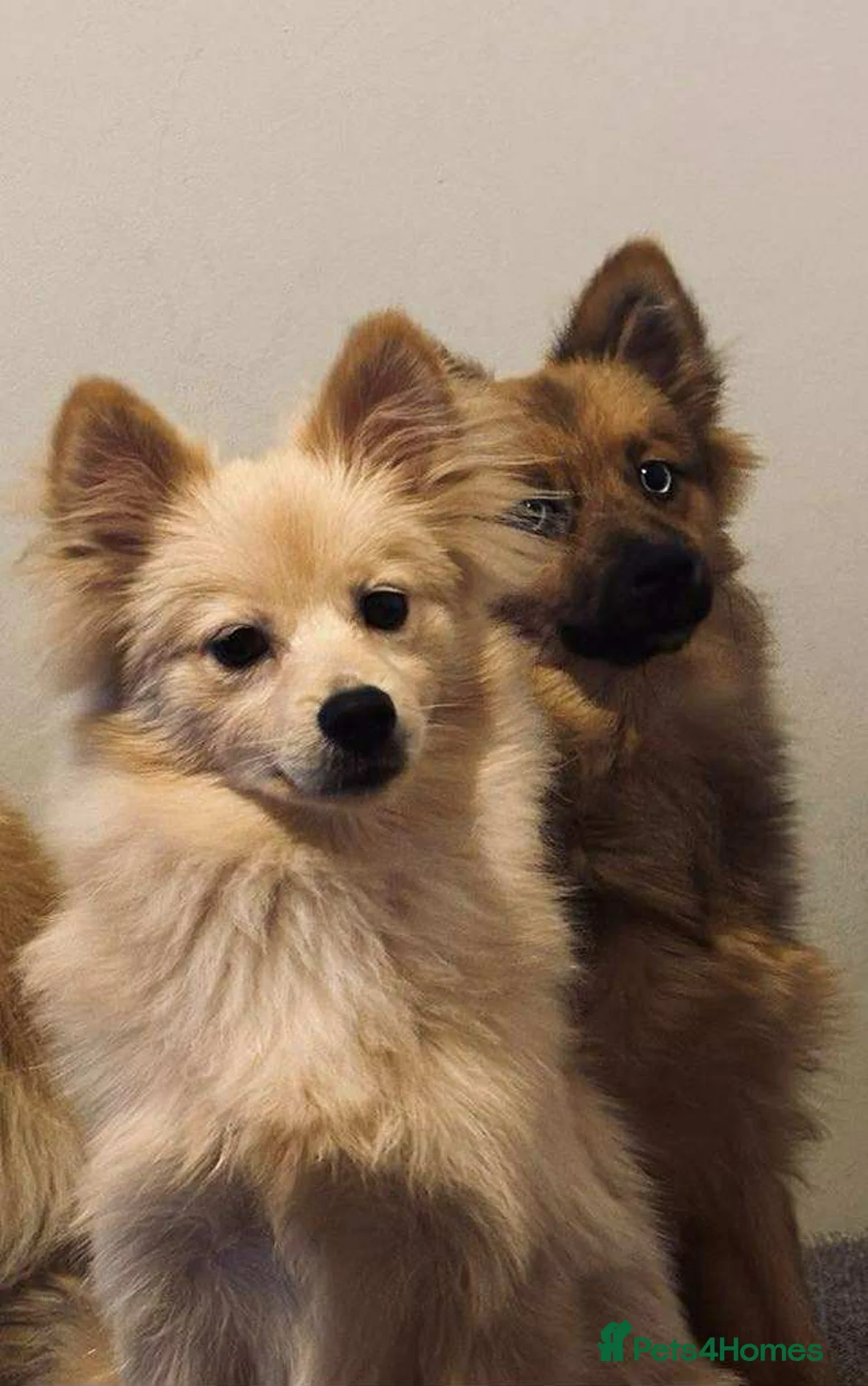 Pomsky dogs for sale: 2 male puppies for sale - Advert 4