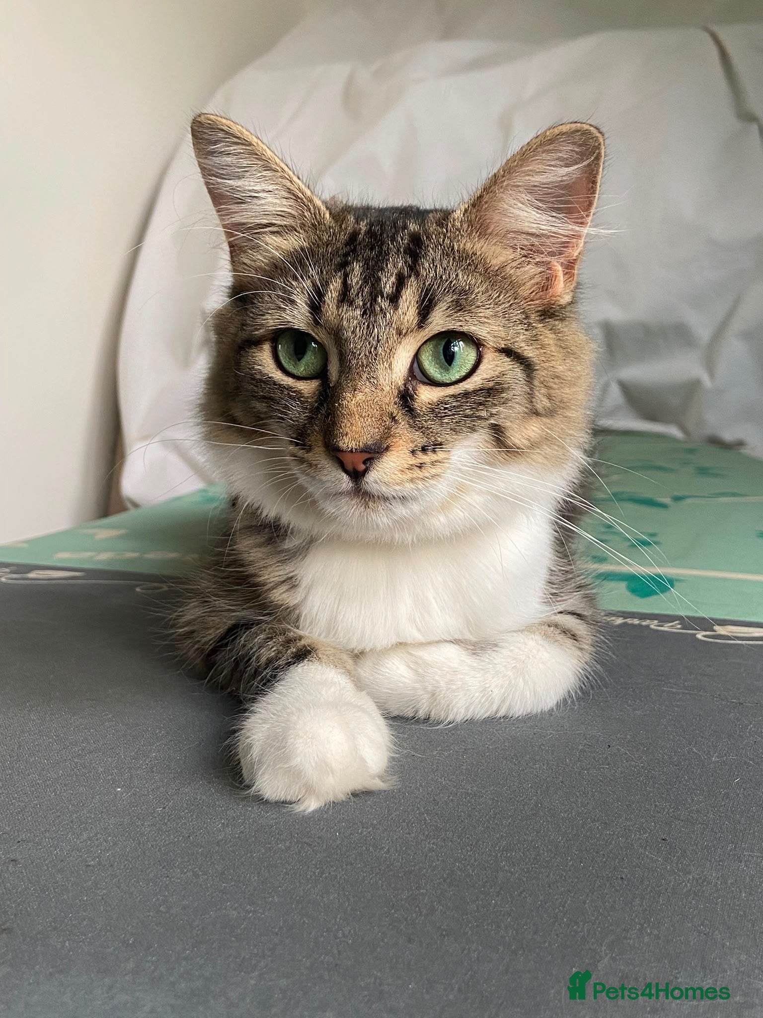 Domestic Shorthair cats Peaches - Adopt Cats in Crisis East Ldn - Advert 1
