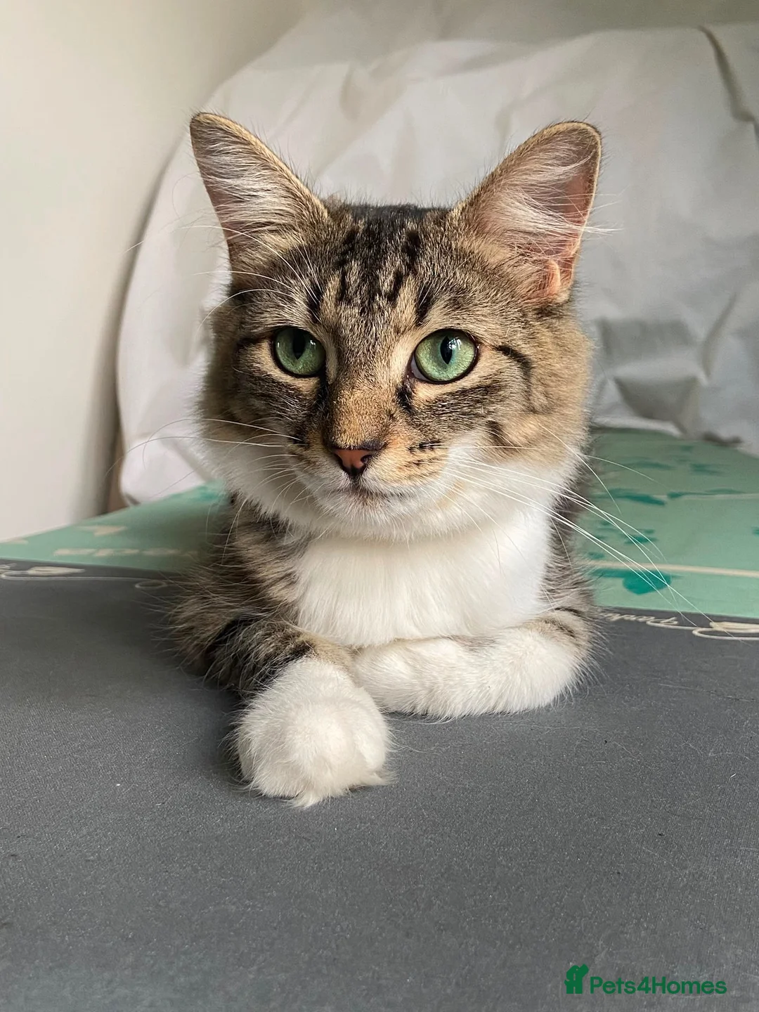 Domestic Shorthair cats for adoption: Peaches - Adopt Cats in Crisis East Ldn - Advert 1