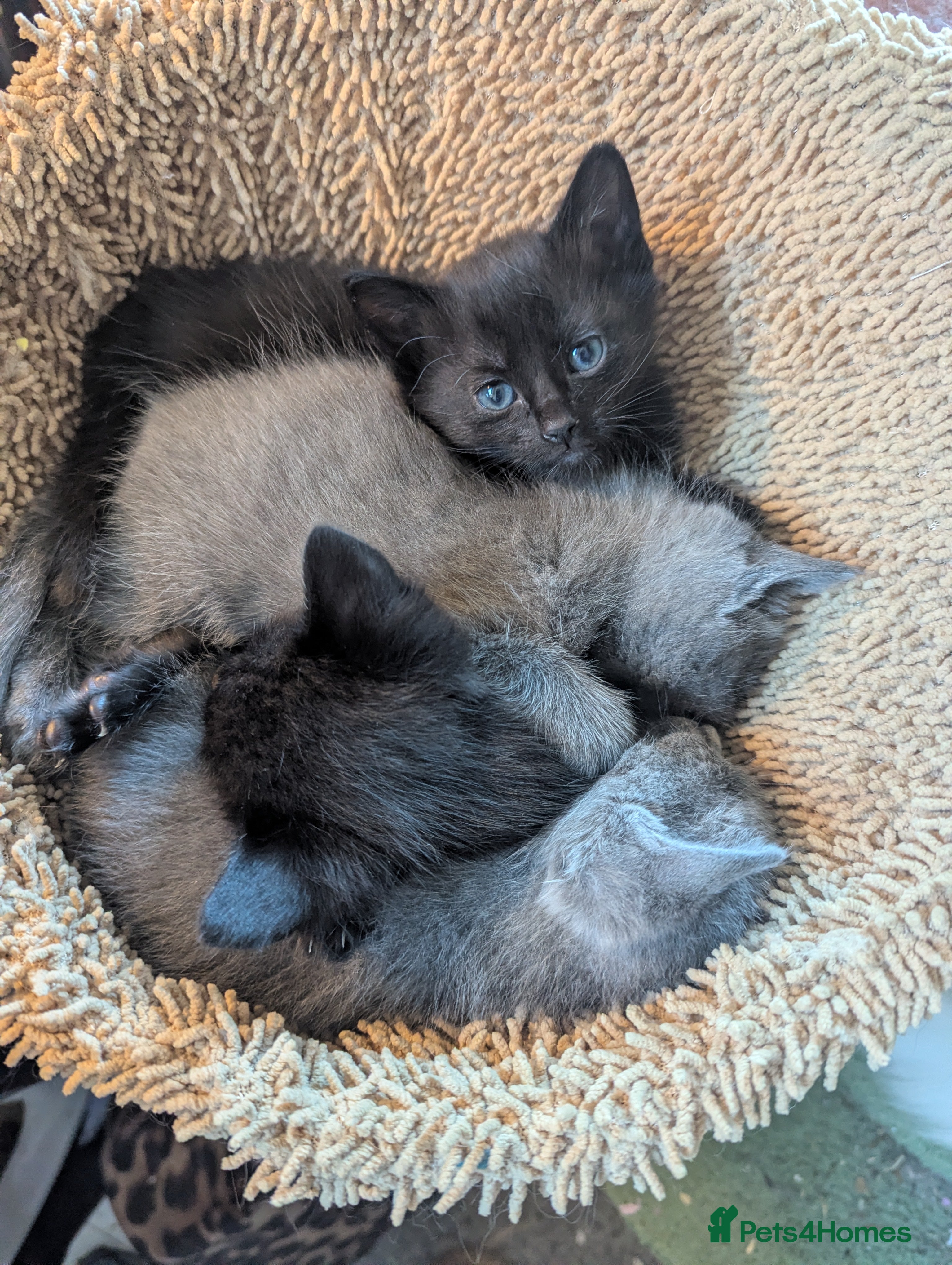 Russian Blue cats Adorable Russian Blue X Kittens  - Advert 2