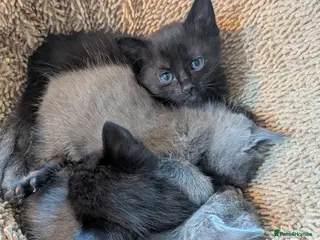 Russian Blue cats Adorable Russian Blue X Kittens - Advert 1