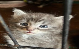 Maine Coon cats for sale: Maine coon kittens  - Image 1