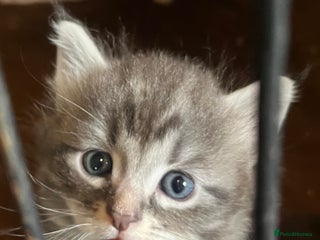 Maine Coon cats - Advert 35