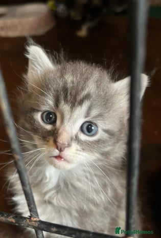 Maine Coon cats - Advert 5