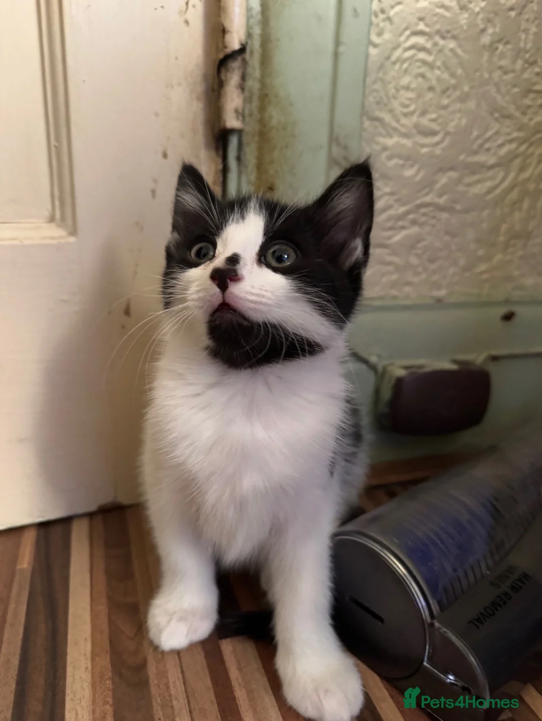 Turkish Van cats for sale: Kittens for sale  - Advert 2