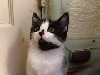 Turkish Van cats Kittens for sale - Advert 1