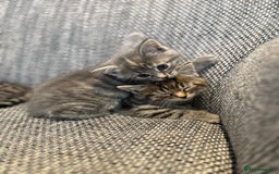 British Longhair cats for sale: Beautiful kittens by our stunning British longhair - Image 12