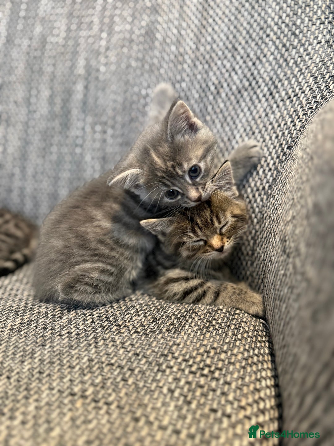 British Longhair cats for sale: Beautiful kittens by our stunning British longhair - Image 12