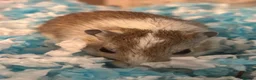 Gerbil rodents for sale: Lone male gerbil - Advert 1