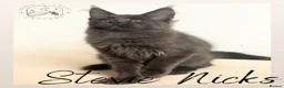 Maine Coon cats for sale: LARGE Stunning Solid Blue Maine Coon Kitten  - Advert 4