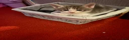 Mixed Breed cats for sale: 5 boys and 2 girls looking for new homes  - Advert 8