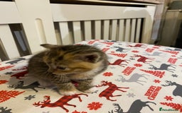 Mixed Breed cats for sale: Male tabby and Calico female  - Advert 5