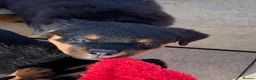 Rottweiler dogs for sale: AMAZING PEDIGREE REGISTERED ROTTWEILER PUPPIES - Advert 12