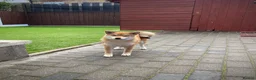 Japanese Shiba Inu dogs for sale: KC registered show quality Japanese Shiba Inu - Advert 6