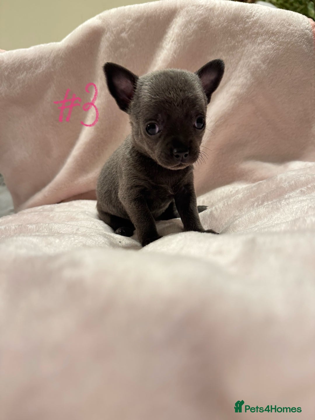 Chihuahua dogs for sale: KC Reg short-hair Chihuahua apple-headed puppies - Advert 32