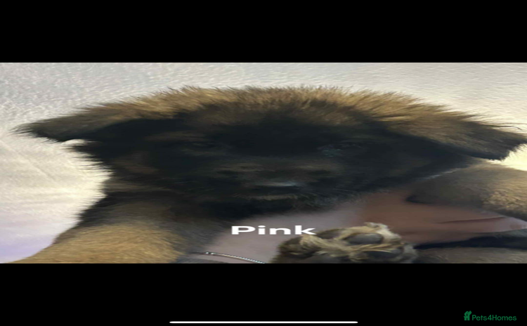 German Shepherd dogs - Advert 2
